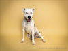 adoptable Dog in corona, CA named BLUE