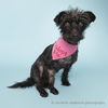 adoptable Dog in corona, CA named ELLA
