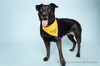 adoptable Dog in corona, CA named SHAWNA