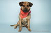adoptable Dog in corona, CA named MAKO