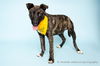 adoptable Dog in corona, CA named MATTEO