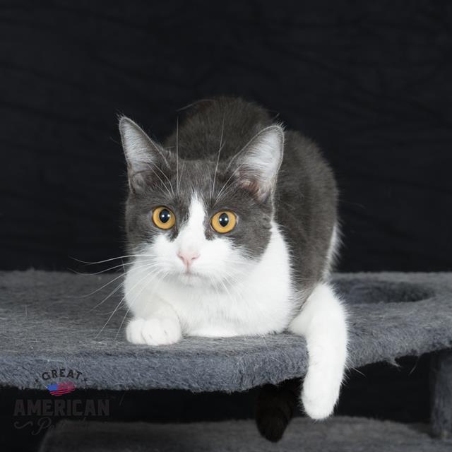 adoptable Cat in Corona, CA named RAIN