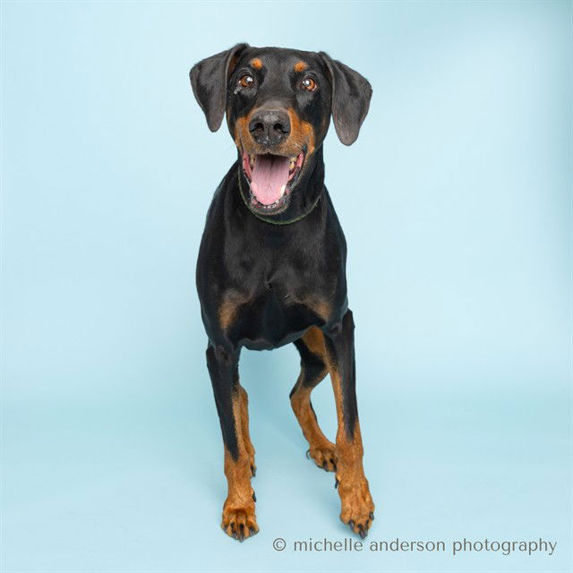 adoptable Dog in Corona, CA named FALCOR
