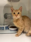 adoptable Cat in corona, CA named A158979
