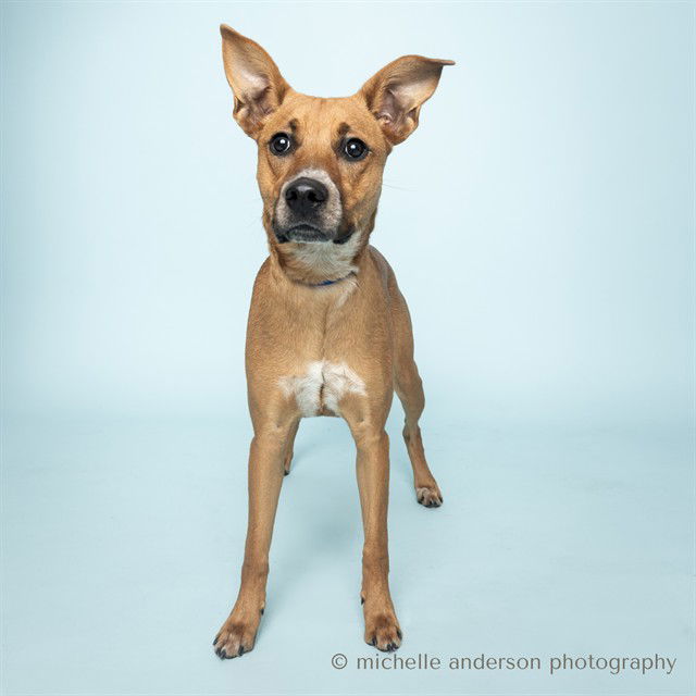 adoptable Dog in Corona, CA named SHAY