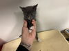 adoptable Cat in corona, CA named A159073