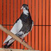 adoptable Bird in corona, CA named A159011