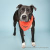 adoptable Dog in corona, CA named KODA