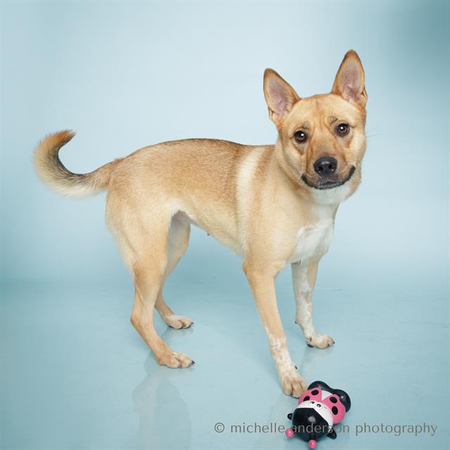 adoptable Dog in Corona, CA named SISSY