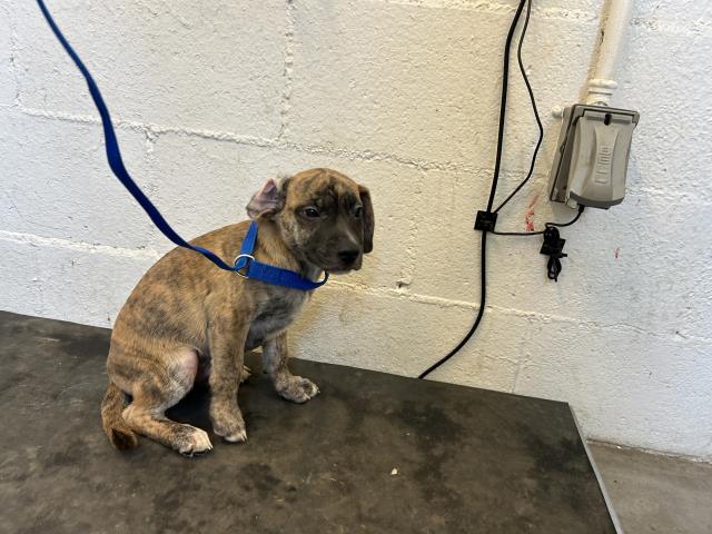 adoptable Dog in Corona, CA named A158932