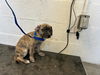 adoptable Dog in Corona, CA named A158932