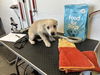 adoptable Dog in Corona, CA named A158936