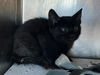 adoptable Cat in corona, CA named A159044