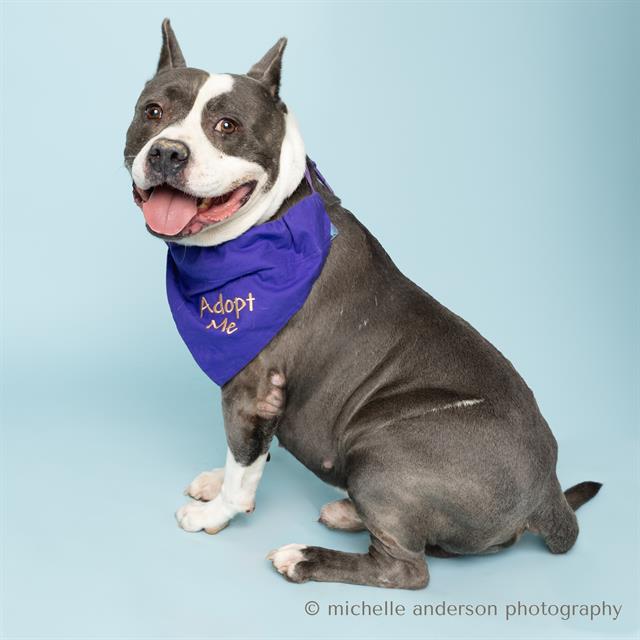adoptable Dog in Corona, CA named TANK
