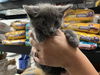 adoptable Cat in Corona, CA named A158948