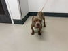 adoptable Dog in corona, CA named A159081