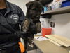 adoptable Dog in corona, CA named A159019