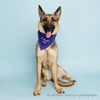adoptable Dog in corona, CA named DAISY