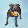 adoptable Dog in corona, CA named ZELDA