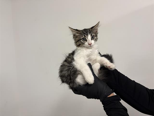 adoptable Cat in Corona, CA named A158943