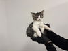 adoptable Cat in  named A158943