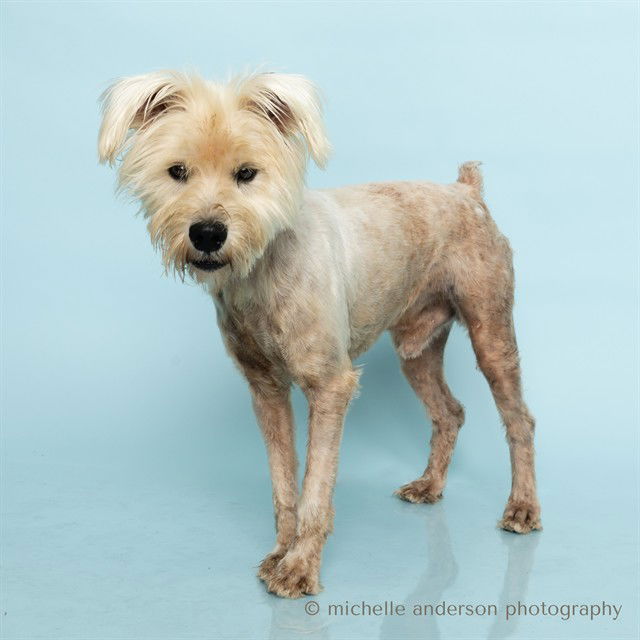 adoptable Dog in Corona, CA named SCOUT