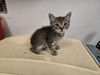 adoptable Cat in corona, CA named A159253