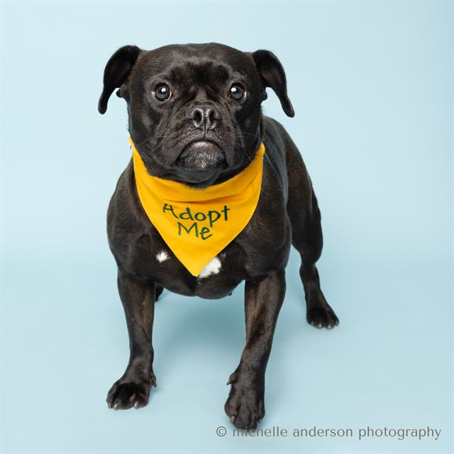 adoptable Dog in Corona, CA named PEGGY