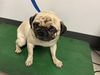 adoptable Dog in corona, CA named BRUCE WILLIS
