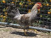 adoptable Chicken in corona, CA named A159207