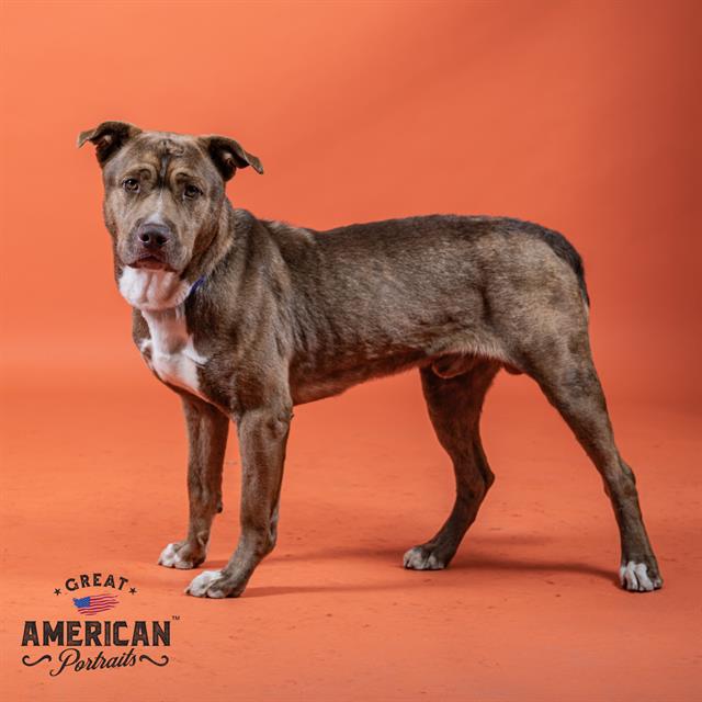adoptable Dog in Corona, CA named REGGIE