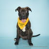 adoptable Dog in corona, CA named JAMESON