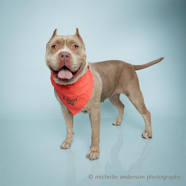 adoptable Dog in Corona, CA named TIANA