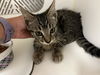 adoptable Cat in corona, CA named A159250