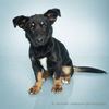adoptable Dog in corona, CA named A159262