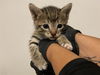adoptable Cat in corona, CA named A159490