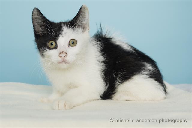 adoptable Cat in Corona, CA named A159276