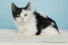 adoptable Cat in corona, CA named A159276