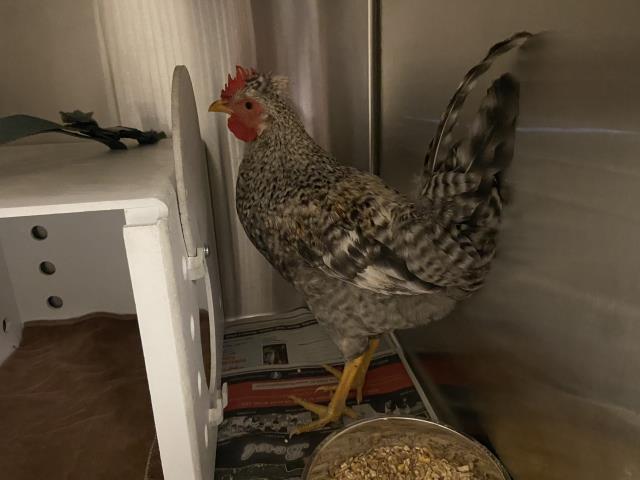 adoptable Chicken in Corona, CA named A159308