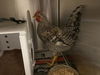 adoptable Chicken in corona, CA named A159308