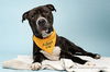 adoptable Dog in corona, CA named NACHO CHARLIE