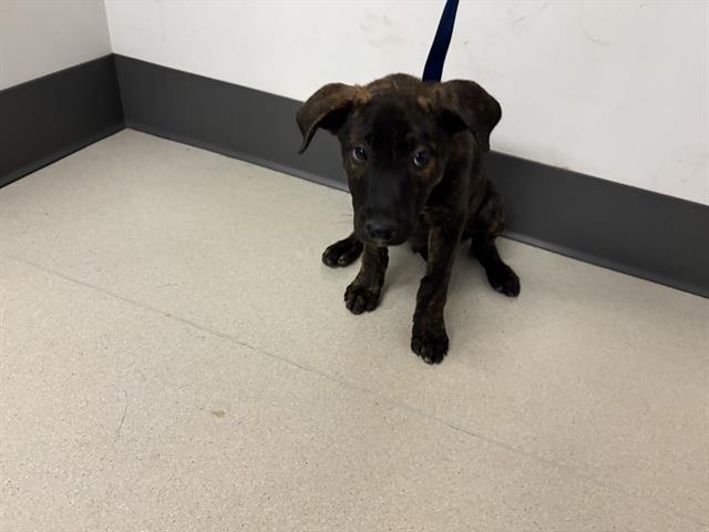 adoptable Dog in Corona, CA named WHISKEY