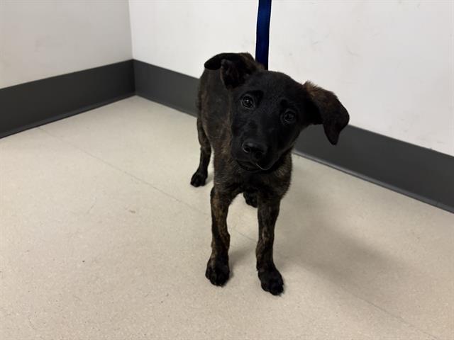 adoptable Dog in Corona, CA named A159336