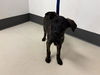 adoptable Dog in corona, CA named A159336