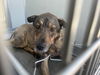 adoptable Dog in corona, CA named A159337