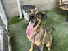 adoptable Dog in Corona, CA named SIR CHARLES