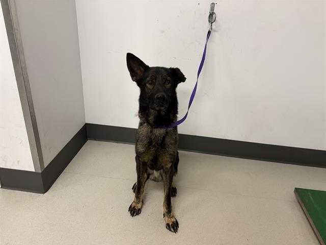 adoptable Dog in Corona, CA named PERRY