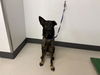 adoptable Dog in corona, CA named PERRY