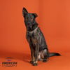 adoptable Dog in Corona, CA named PERRY