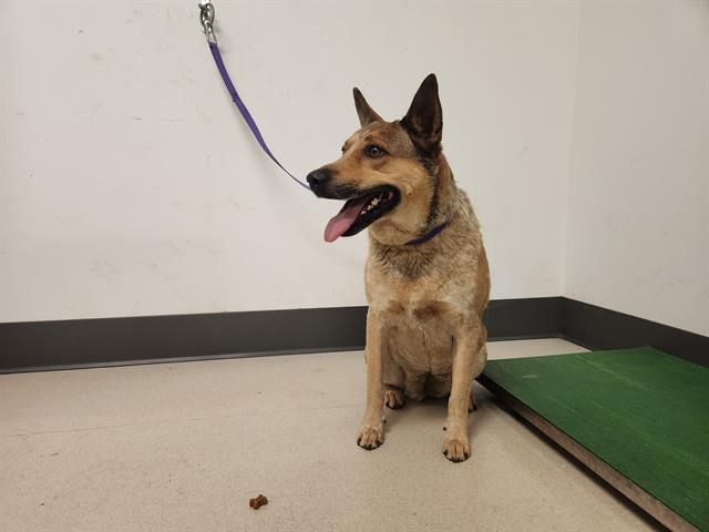 adoptable Dog in Corona, CA named SHIMMER